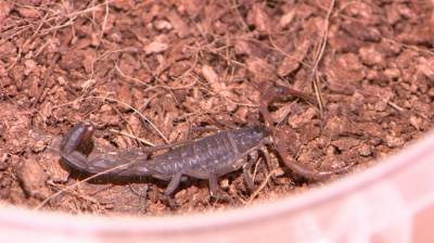 В Воронежском зоопарке родились 12 редких ядовитых скорпионов - mur.tv
