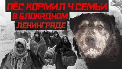 Этот пёс Трезор кормил 4 семьи в блокадном Ленинграде - porosenka.net - Санкт-Петербург