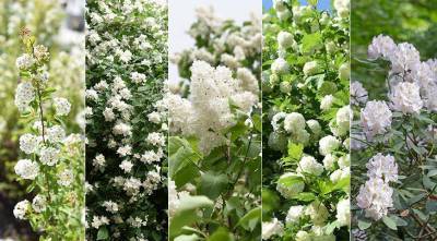 Самые красивые весеннецветущие садовые кустарники с белыми цветами: ТОП 5 - sadogorod.club