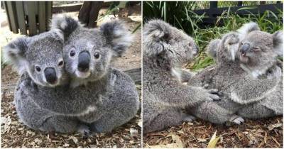 Животные под угрозой исчезновения: семья коал не перестает обниматься - mur.tv