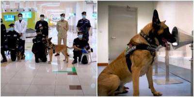 Собаки научились распознавать коронавирус по запаху - mur.tv
