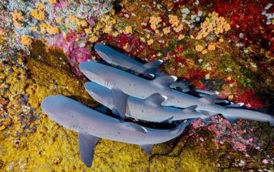 Ученые заявляют о резком сокращении популяции акул и скатов - mur.tv