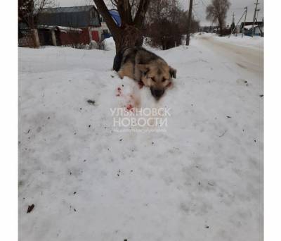 Нелюди. В пригороде Ульяновска бездомную собаку жестоко избили и бросили умирать - mur.tv - Ульяновск