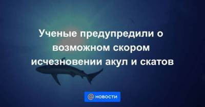 Ученые предупредили о возможном скором исчезновении акул и скатов - mur.tv