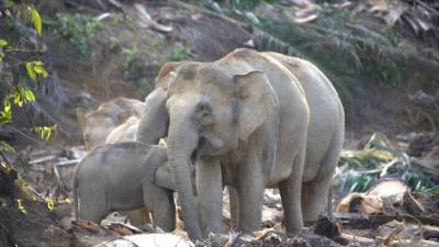 Зоозащитники хотят спасти слонов на острове Борнео. - mur.tv - Индонезия - Малайзия - Бруней