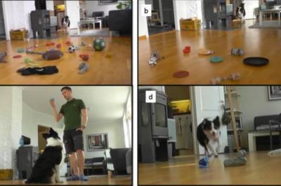 Ученые: собаки могут запоминать слова во время игры с хозяином - mur.tv