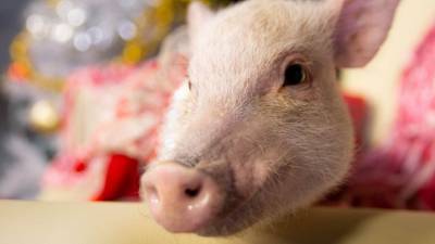 Зоозащитники призвали запретить оскорбления свинья, крыса и курица - mur.tv