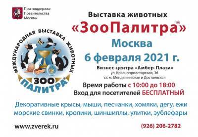 Выставка домашних животных “ЗооПалитра” - mur.tv - Москва