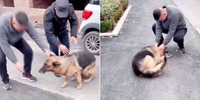 Отставная полицейская собака заплакала, встретившись со своим бывшим коллегой-напарником - mur.tv