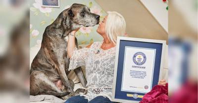 Умерла самая высокая в мире собака - mur.tv - Англия