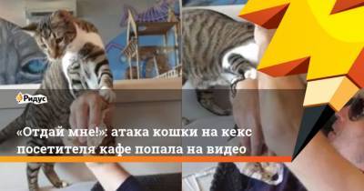 Отдай мне!: атака кошки накекс посетителя кафе попала навидео - mur.tv