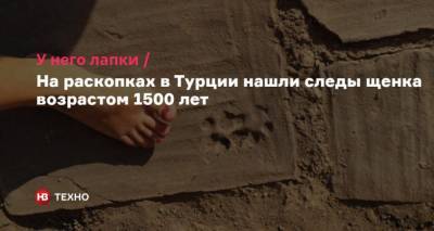 У него лапки. На раскопках в Турции нашли следы щенка возрастом 1500 лет - mur.tv - Турция
