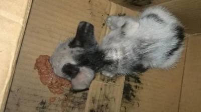 Кожа да кости: тощий котёнок-сиротка едва не погиб на улице - mur.tv - Индонезия