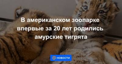 В американском зоопарке впервые за 20 лет родились амурские тигрята - mur.tv - Сша