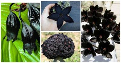 Чернота-то какая: 25 черных-черных растений в черном-черном лесу - porosenka.net