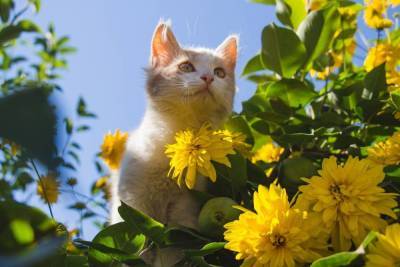 Запустите солнце в сад – ландшафт в желто-золотом стиле (41 фото) - sadogorod.club