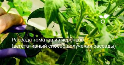 Рассада томатов из черенков (вегетативный способ получения рассады) - sadogorod.club