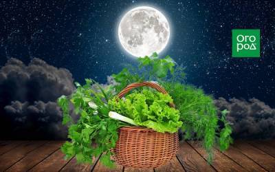Лунный календарь огородника на 2021 год: выращивание зелени - sadogorod.club