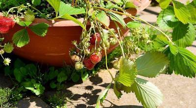 Секреты выращивания садовой клубники в кашпо: как получить самый ранний урожай ягод - sadogorod.club