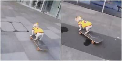 Собака научилась кататься на скейтборде, совсем как человек - mur.tv