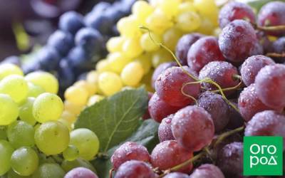 Винные сорта винограда для средней полосы – выбираем лучший - sadogorod.club - Россия