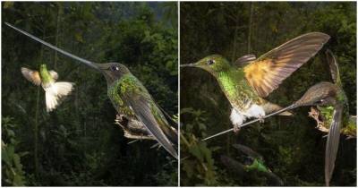 Редкие кадры противостояния двух колибри из-за еды - mur.tv