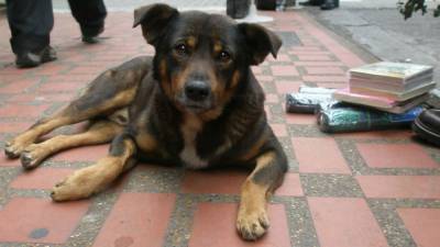 Цифры недостаточные: За январь в Саратове отловили всего 23 собаки - mur.tv - Саратов
