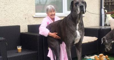 Умерла самая высокая собака в мире - mur.tv