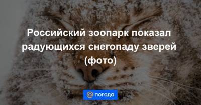 Российский зоопарк показал радующихся снегопаду зверей (фото) - mur.tv - Красноярск
