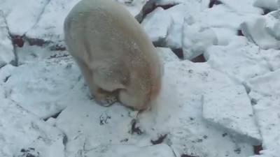 Медведица Хаарчаана из Ленинградского зоопарка начала субботу с лежачих игр - mur.tv