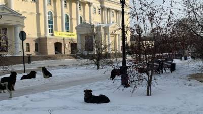 Тюменцев пугает стая собак, гуляющая около драмтеатра - mur.tv
