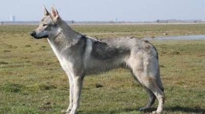Гибрид собаки и волка покусал людей в ульяновском парке - mur.tv