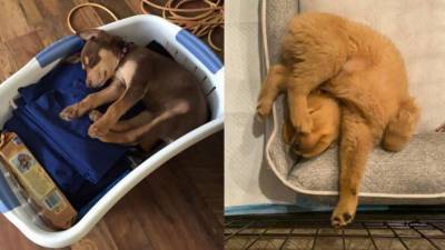 Пользователей Сети умилил челлендж со спящими в смешных позах собаками - mur.tv