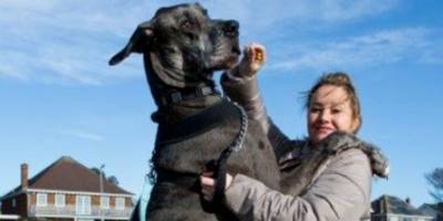 Грустные новости: Фредди, самый высокий пёс в мире, ушёл на радугу - mur.tv - Германия