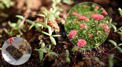 Посев семян цветов на рассаду и в цветник с января по май: шпаргалка цветовода - sadogorod.club