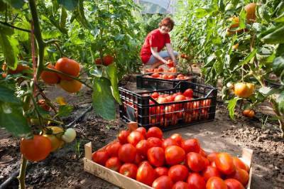 11 лучших сортов томатов для теплицы и открытого грунта – рейтинг от наших читателей - sadogorod.club