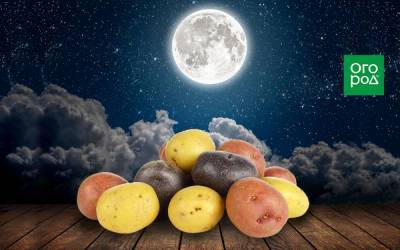 Выращивание картофеля по Лунному календарю в 2021 году - sadogorod.club