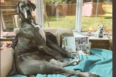 Умерла самая высокая в мире собака - mur.tv