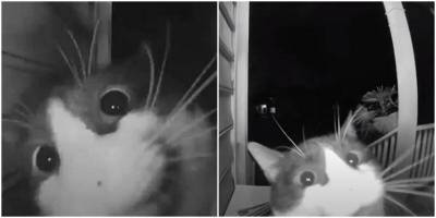 Смышленый кота научился пользоваться электронным дверным замком - mur.tv