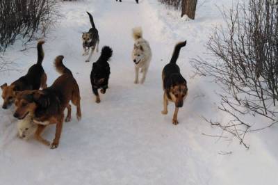 Как в Лисичанске будут регулировать численность бродячих собак - mur.tv - Лисичанск