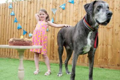 В Англии умерла самая высокая собака на мире - mur.tv - Англия