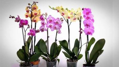 Любителям орхидей — секреты их выращивания - lifehelper.one