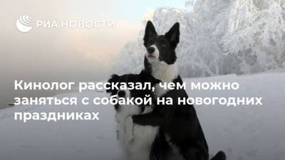 Владимир Голубев - Кинолог рассказал, чем можно заняться с собакой на новогодних праздниках - mur.tv - Россия - Москва