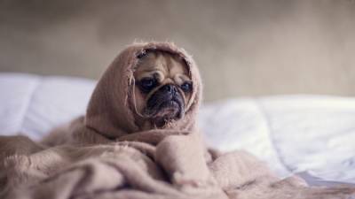 Как с собакой: женщины оценили сон с домашними питомцами - mur.tv - Сша - Нью-Йорк - республика Крым - Симферополь