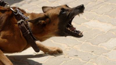 Растерзанный собаками труп пенсионерки обнаружили у кладбища в Нижнем Тагиле - mur.tv