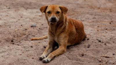 Истерзанный собаками труп пенсионерки нашли в Нижнем Тагиле - mur.tv