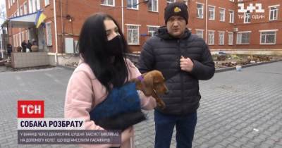 В Виннице из-за двухмесячного щенка таксист подрался с пассажирами - mur.tv