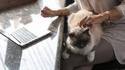 Психологи оценили, как домашние кошки влияют на работу хозяев - mur.tv