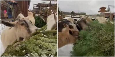 В США придумали, как утилизировать ёлки с заботой о козах - mur.tv - Сша
