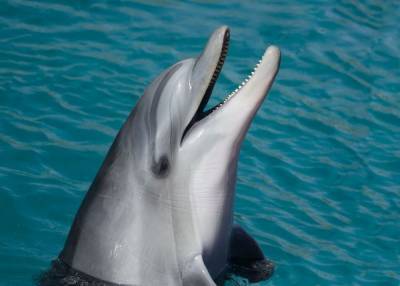Дельфина выбросило на мель на пляже в Великобритании – Cursorinfo: главные новости Израиля - mur.tv - Израиль - Англия